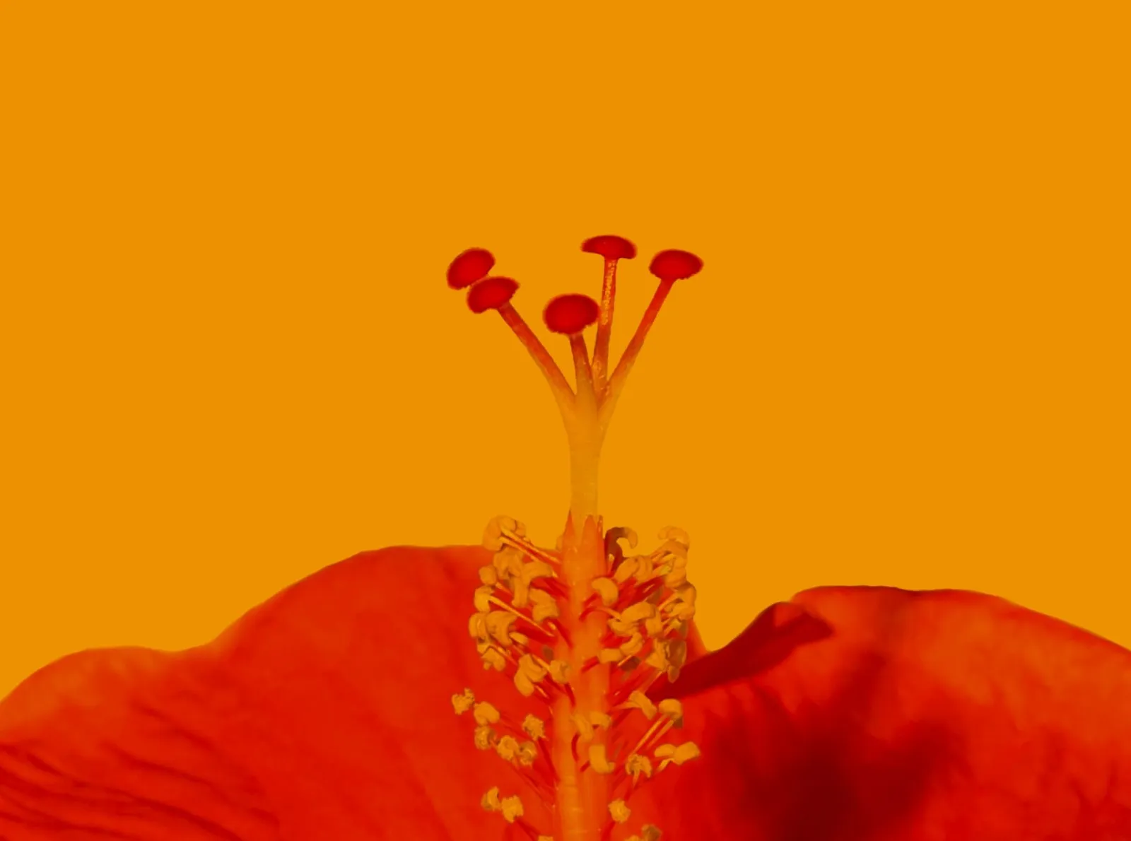 Hibiscus