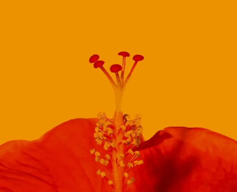 Hibiscus